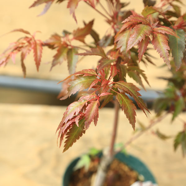 庭木・植木 庭木苗：紅羽衣（赤羽衣もみじ）*べにはごろも/はごろも