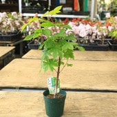 ���ڡ����ڡ� �����ġ����Ĳ����ĥ������ߤ���*���������䡡��ߤ������ա��Хݥåȡ�