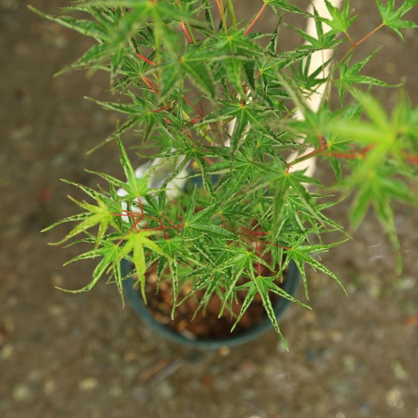 庭木・植木 庭木苗：置霜モミジ（オキシモもみじ）*おきしも オキシモ