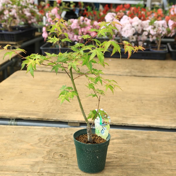 庭木・植木 庭木苗：小紋錦モミジ*（こもんにしきもみじ）紅葉 緑