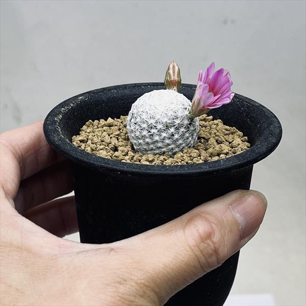 サボテン：マミラリア 白鳥 実生*S 幅2.5cm | サボテン＆多肉植物