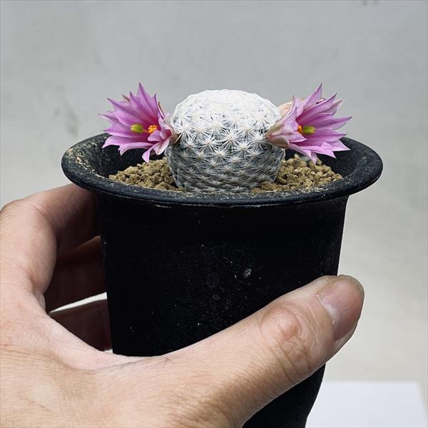 サボテン：マミラリア 白鳥 実生*M 幅3cm | サボテン＆多肉植物