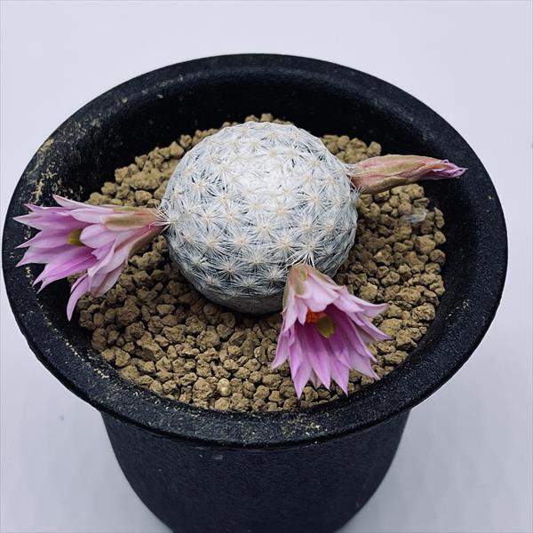 サボテン：マミラリア 白鳥 実生*M 幅3cm | サボテン＆多肉植物