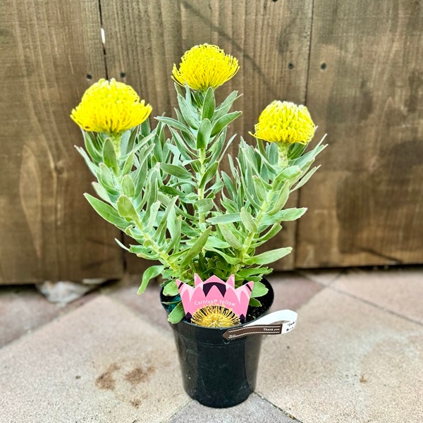 おしゃれ 観葉植物 鉢花：リューコスペルマム カーニバルイエロー