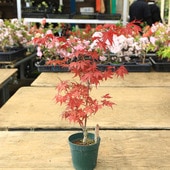 ���ڡ����ڡ� �����ġ��ּ�Ω����ߥ����ּ�Ω��ߤ��ˤ����������ġ���ߤ������ա��Хݥåȡ�