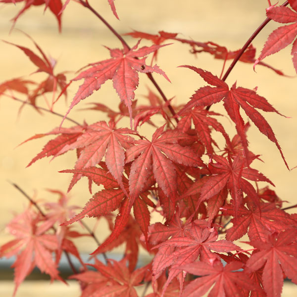 庭木・植木 庭木苗：赤鴫立沢モミジ（赤鴫立もみじ）あかしぎたつ