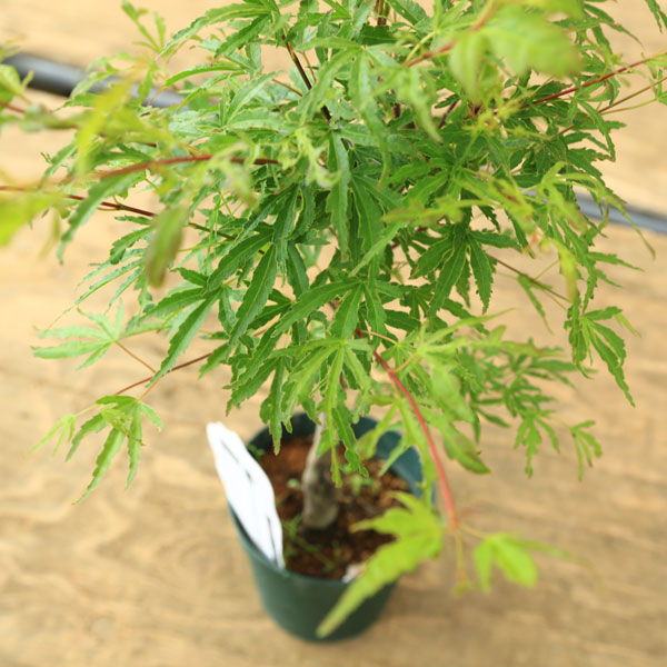 新緑も紅葉も美しい モミジ 天の川 821 樹高90cm位 アマノガワ 青モミジ 庭木・植木 庭木苗：天の川モミジ*（天ノ川もみじ）あまのかわ もみじ