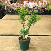 ���ڡ����ڡ� �����ġ����Ƭ��ߥ��ʻ��Ƭ��ߤ��ˤ��������顡��ߤ������ա��Хݥåȡ�