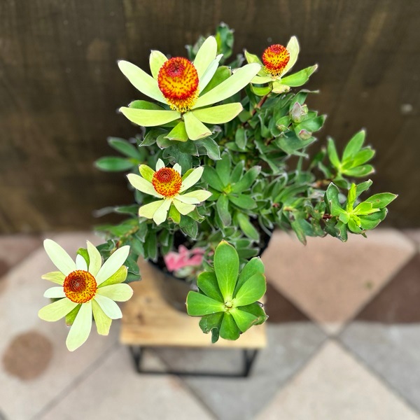 １１日入荷⭐️リューカデンドロン６品種⭐️6鉢セット⭐️ 楽天市場】リューカデンドロンの希少種早春の頃は、鮮やかな黄色の苞た