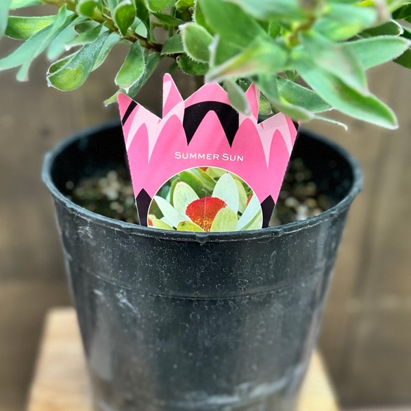 鉢花 観葉植物：リューカデンドロン サマーサン*7号 リュウカ