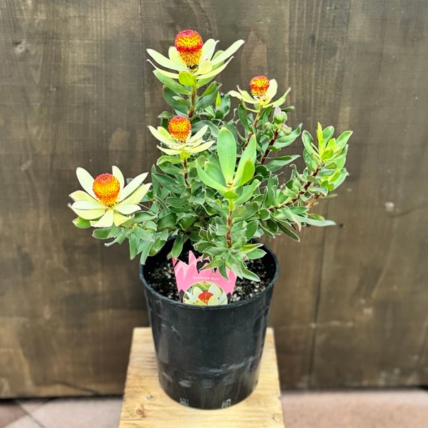 鉢花 観葉植物：リューカデンドロン サマーサン*7号 リュウカ