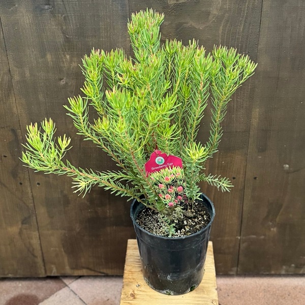 鉢花 観葉植物：リューカデンドロン ストロベリーフェア*7号 リュウカ