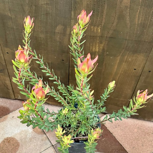 鉢花 観葉植物：リューカデンドロン アミー*7号 リュウカデンドロン