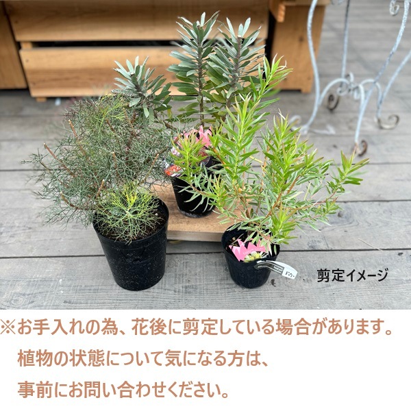 リューカデンドロン エイミー ファイバー鉢 鉢花 観葉植物：リューカ