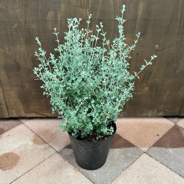 ⭐︎オージープランツ⭐︎ プロテア　スパイシー・ホワイト鉢植え ⭐︎オージープランツ⭐︎ プロテア スパイシー・ホワイト鉢植え