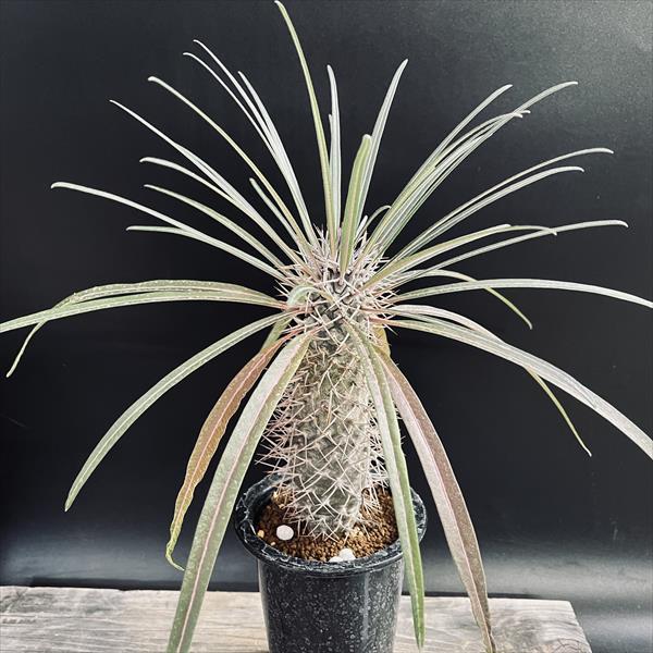 パキポディウム ラメリー実生株 002 Pachypodium lamerei | Sunny