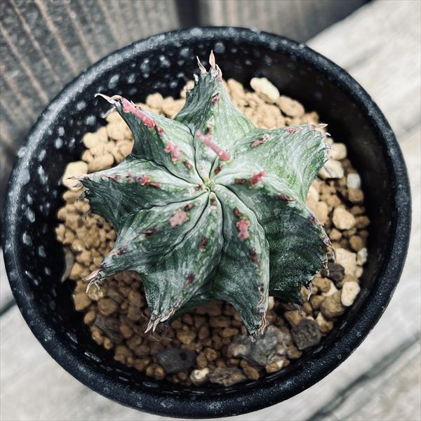 多肉植物：ユーフォルビア ホリダ*S 幅4cm ☆赤松実生 | サボテン