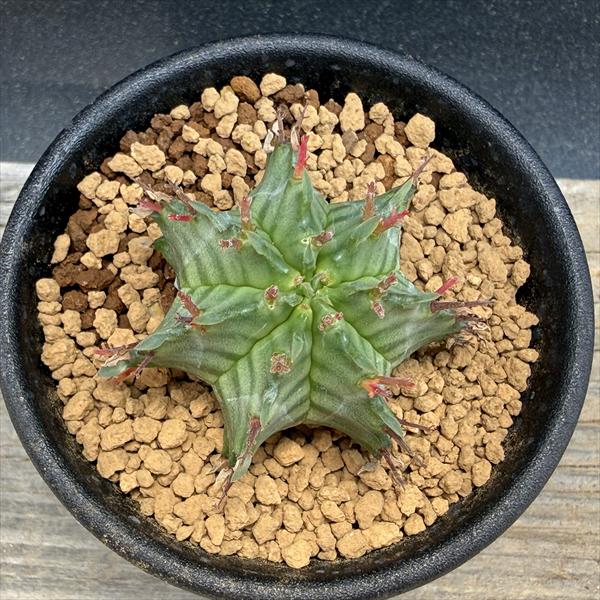 多肉植物：ユーフォルビア ホリダ*S 幅4cm ☆赤松実生 | サボテン