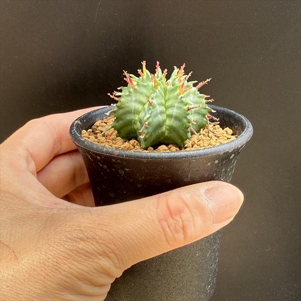 多肉植物：ユーフォルビア ホリダ*S 幅4cm ☆赤松実生 | サボテン