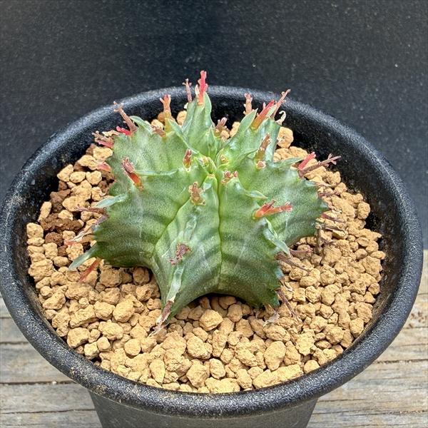 多肉植物：ユーフォルビア ホリダ*S 幅4cm ☆赤松実生 | サボテン