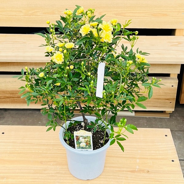 観葉植物 鉢花 花色選べます：モッコウバラ*木香バラ 黄花 白花 5号