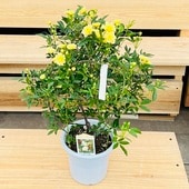 ���տ�ʪ��ȭ�֡��ֿ����٤ޤ�����å����Х�*�ڹ�Х� ���֡���֡�5�桡�ں������ֽ�λ���ޤ�����