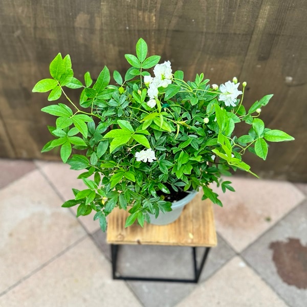 観葉植物 鉢花 花色選べます：モッコウバラ*木香バラ 黄花 白花