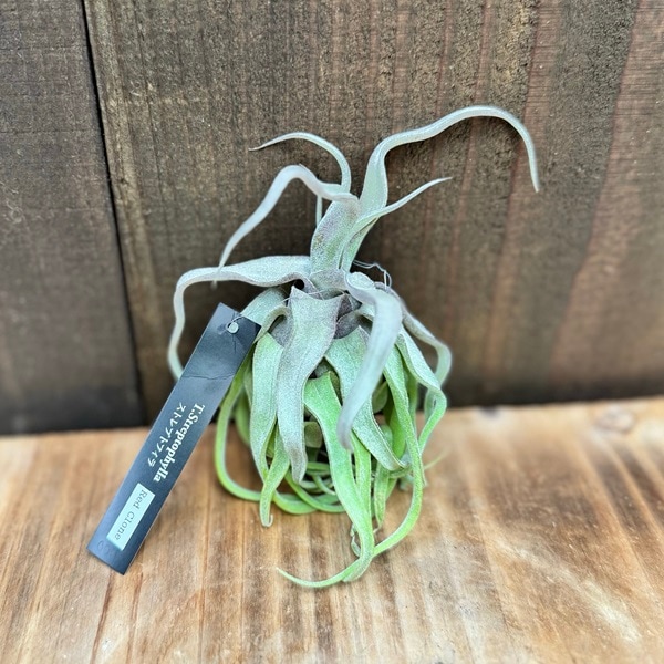 チランジア ストレプトフィラ チランジア ／ ストレプトフィラ L (T.streptophylla) ＊A01/Jun22