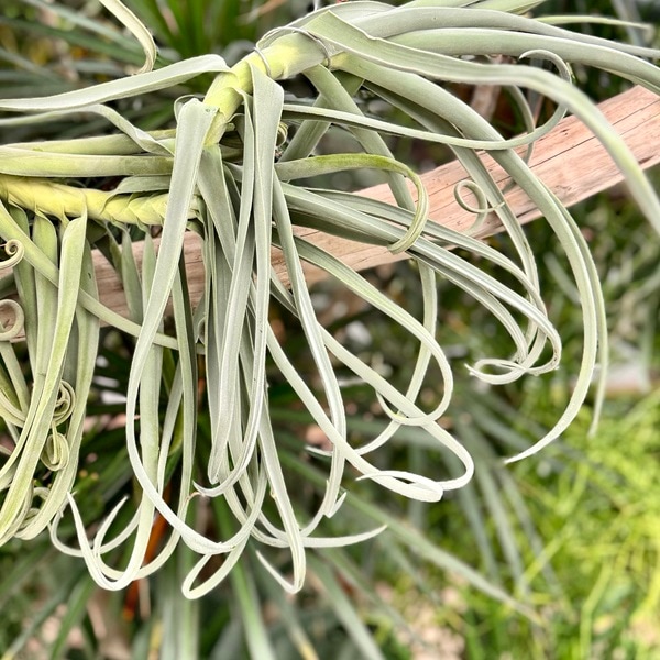 観葉植物：チランジア エアープランツ ドラティ 現品*ドゥラティ エア