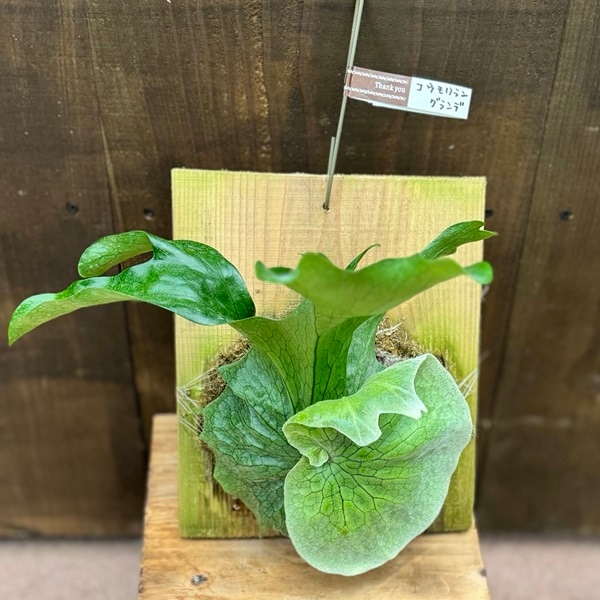 おしゃれ 観葉植物：ビカクシダ コウモリラン グランデ 板付け*吊り
