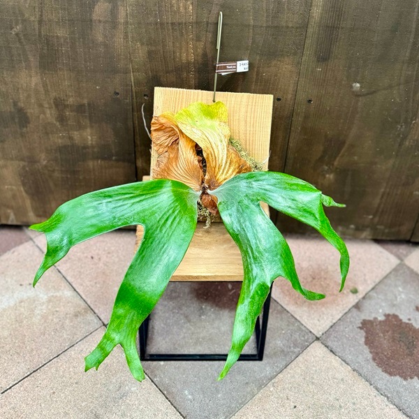 おしゃれ 観葉植物：ビカクシダ コウモリラン ステマリア 板付け*吊り