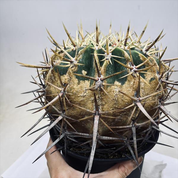 サボテン：フェロカクタス 強刺文鳥丸*幅17cm 現品！一品限り ※側面