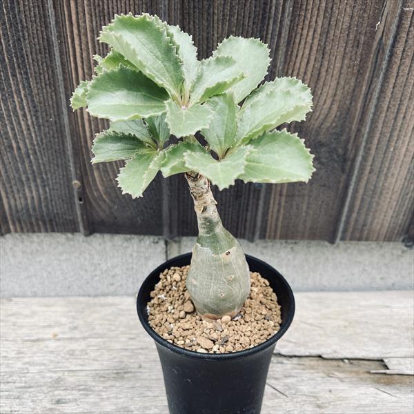 �����ǥå��������ե����ƥ�� �٥ƥ��ե����*����12��������ʡ����ʸ¤�