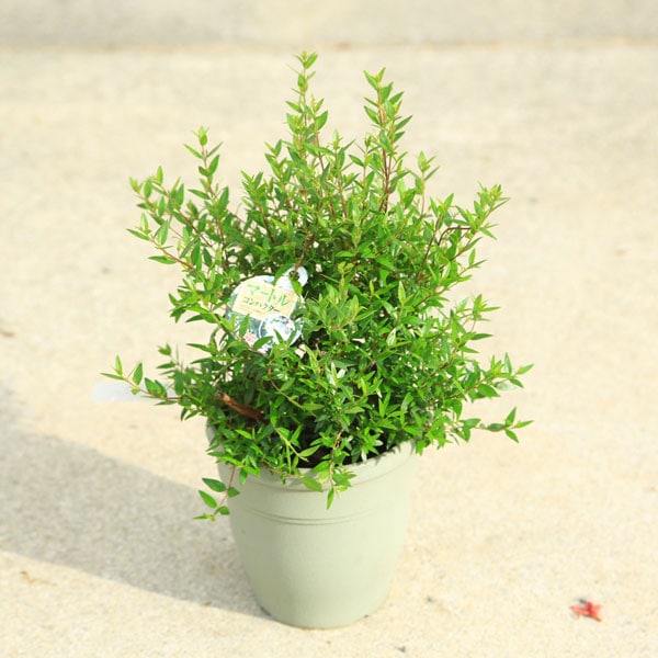 庭木 植木：ギンバイカ(コンパクタ)*マートル 銀梅花 ポット | 植木