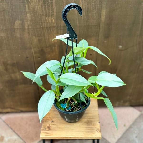 おしゃれ 観葉植物：フィロデンドロン シルバーメタル*5号吊り鉢