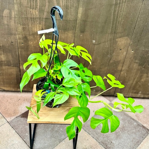 ヒメモンステラ吊り下げ式観葉植物一点物 ヒメモンステラ吊り下げ式観葉植物一点物 - メルカリ