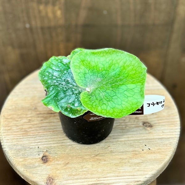 おしゃれ 観葉植物：ビカクシダ コウモリラン グランデ*3号 | 観葉植物 