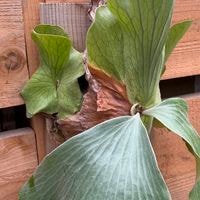 観葉植物：ビカクシダ コウモリラン エレマリア 板付け*吊り | 観葉
