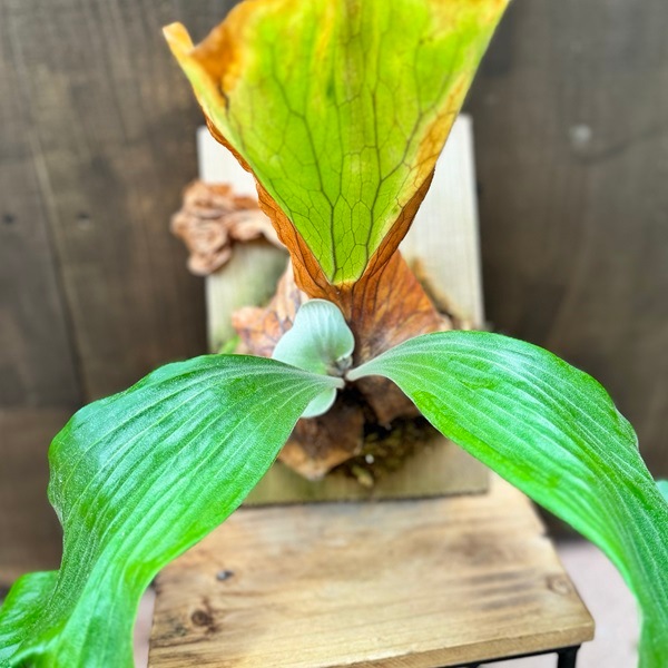 おしゃれ 観葉植物：ビカクシダ コウモリラン エレマリア 板付け*吊り