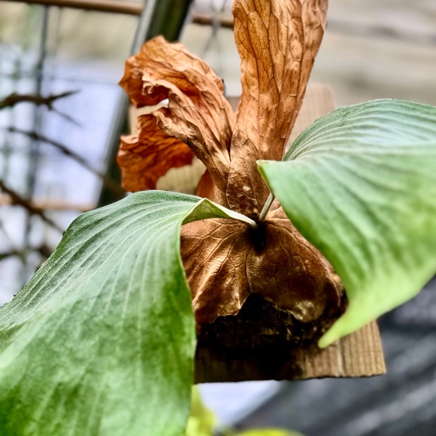 おしゃれ 観葉植物：ビカクシダ コウモリラン エレマリア 板付け*吊り