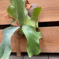 観葉植物：ビカクシダ コウモリラン エレマリア 板付け*吊り | 観葉