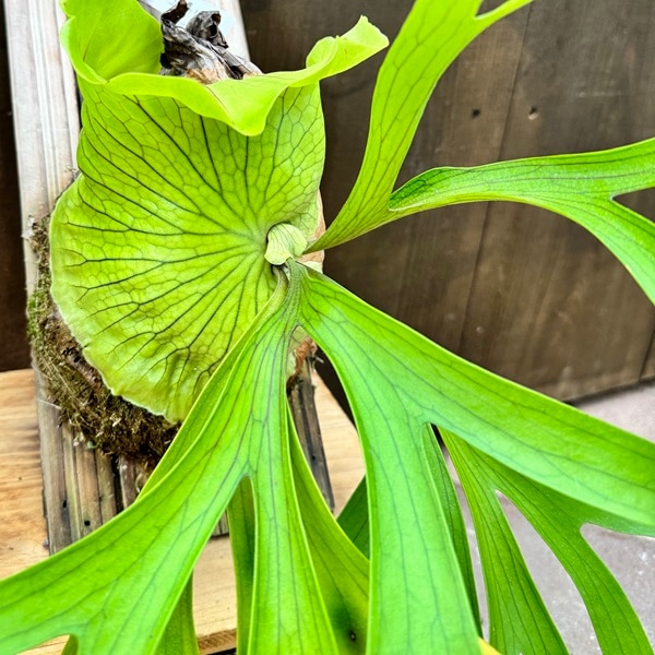 おしゃれ 観葉植物：ビカクシダ コウモリラン コロナリウム 板付け