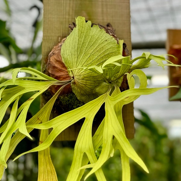 おしゃれ 観葉植物：ビカクシダ コウモリラン コロナリウム 板付け