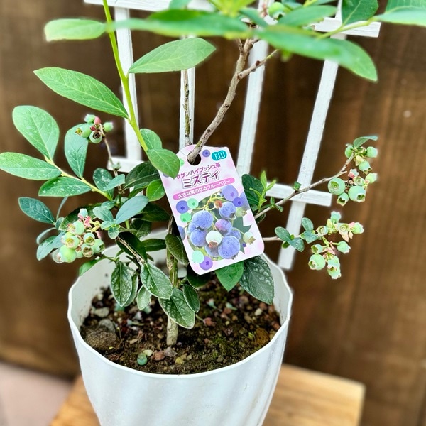 観葉 果樹苗：ブルーベリー ミスティ トレリス仕立て* | 観葉植物