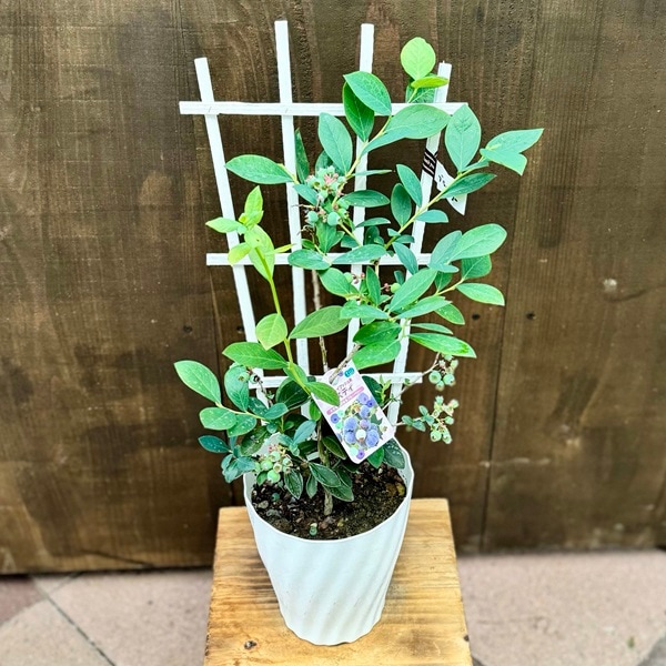 284.ブルーベリー苗2本 リベイルとミスティ ブルーベリー・ミスティー