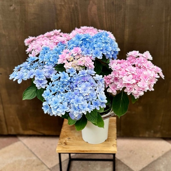 観葉 鉢花 苗：アジサイ 佳澄2色MIX 5号*かすみ 紫陽花 あじさい 剪定