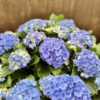 観葉 鉢花 苗：アジサイ 星あつめ*8号大株 あじさい 紫陽花 ほしあつめ