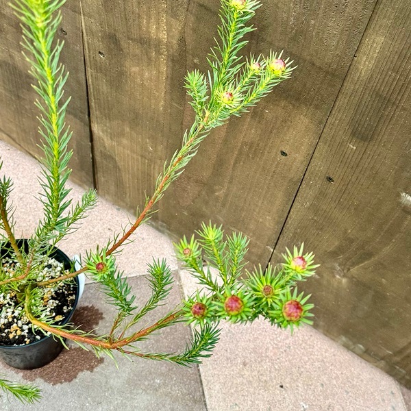 リューカデンドロン ケープスパイス 6号鉢高さ120cm おしゃれ 観葉植物