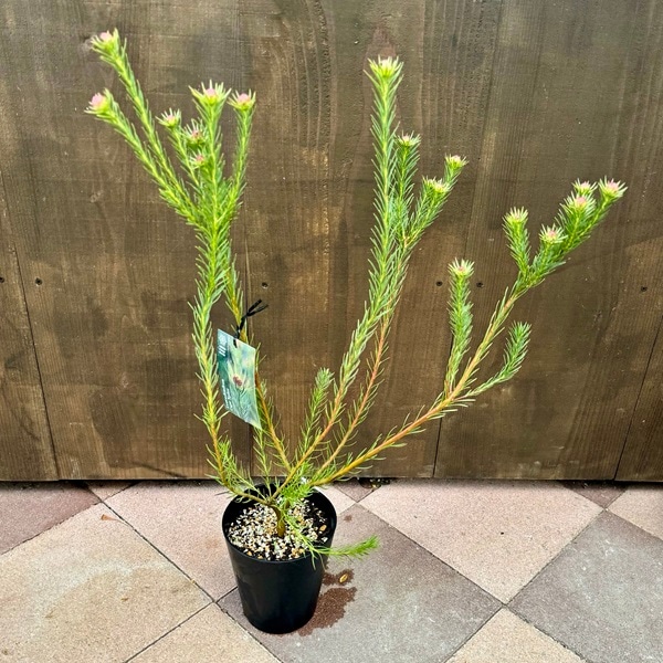 鉢花 観葉植物：リューカデンドロン ケープスパイス*5号 リュウカ