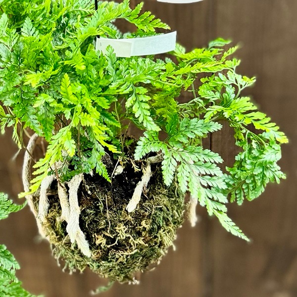 吊りトキワシノブ　シダ　山野草　観葉植物 シダ植物 観葉植物：吊りトキワシノブ 苔玉* | 観葉植物,吊り鉢 | 遊恵